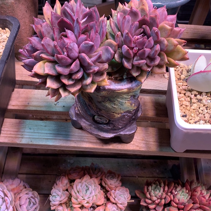 紫苏朵朵缀多肉植物xixixi