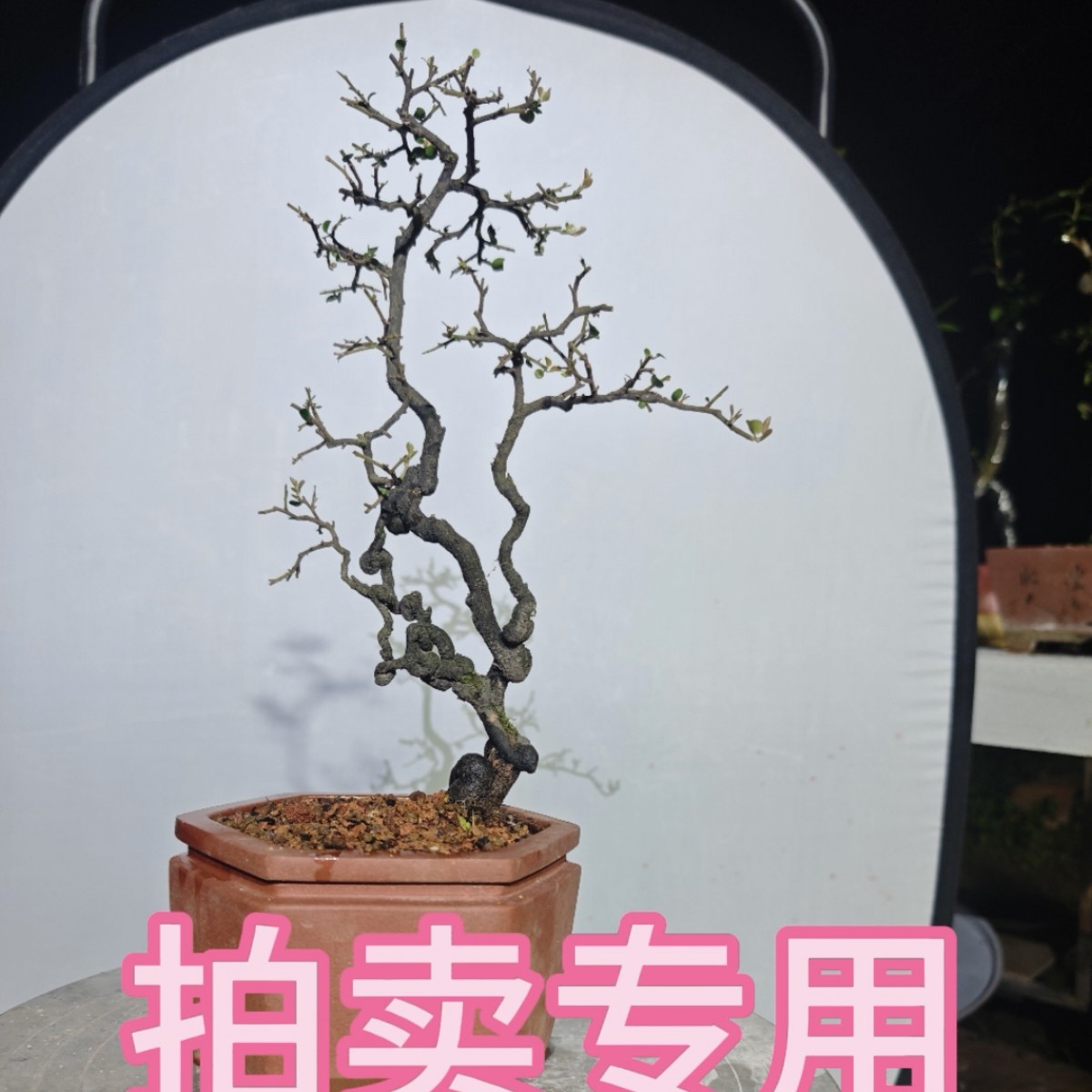金弹子熟桩盆景金弹子人工桩
