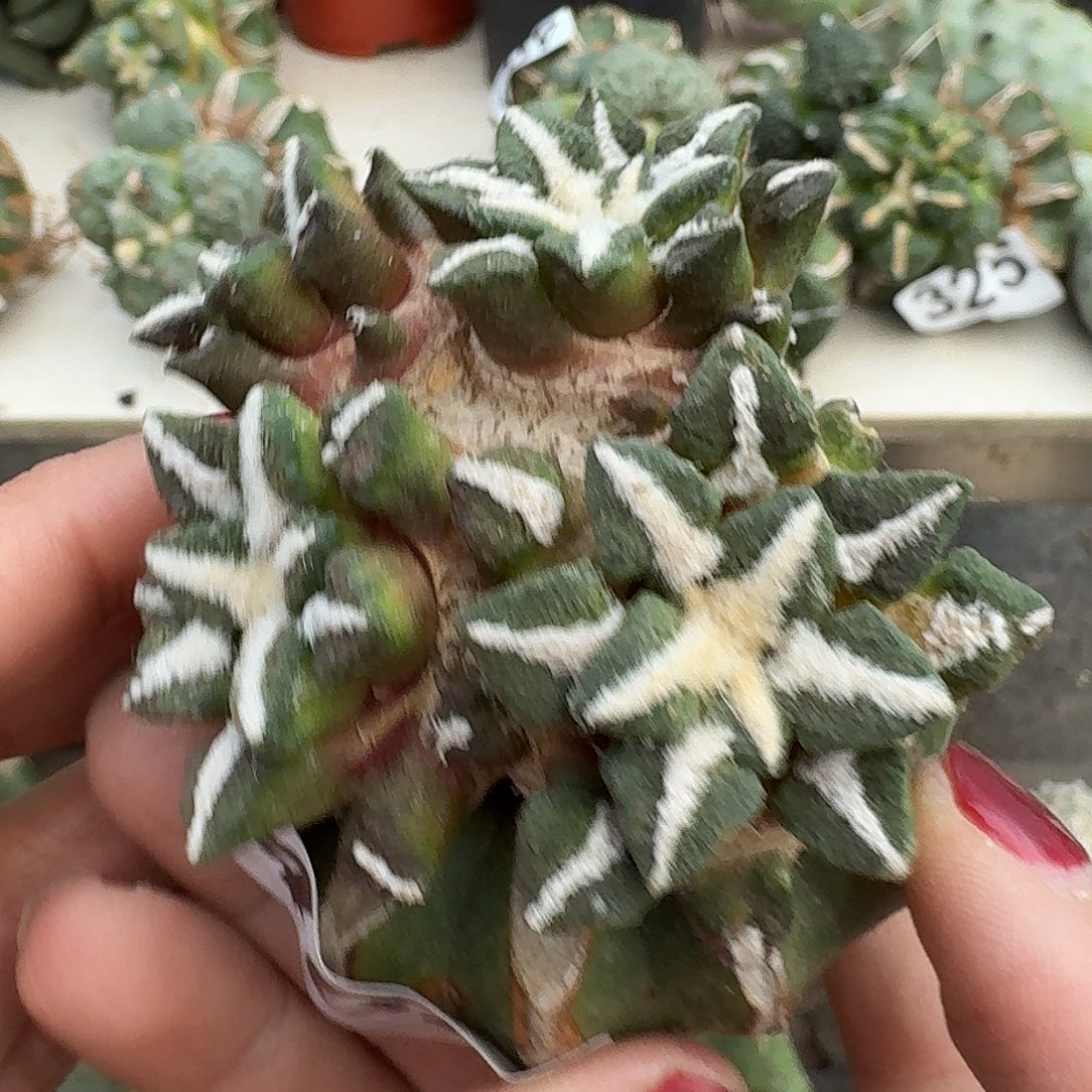 仓***满无花朵颗粒黑牡丹465