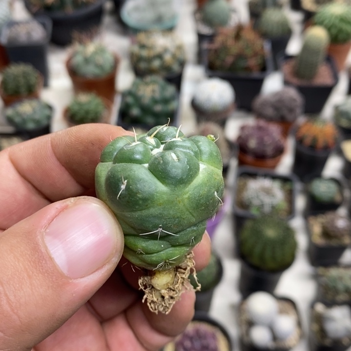 无刺象牙裸根特价