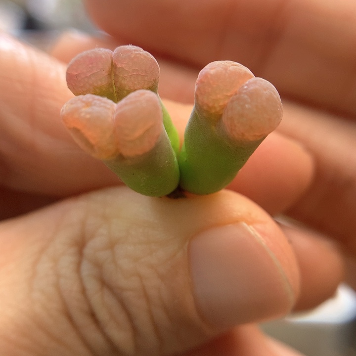 018特特特特 肉锥植物