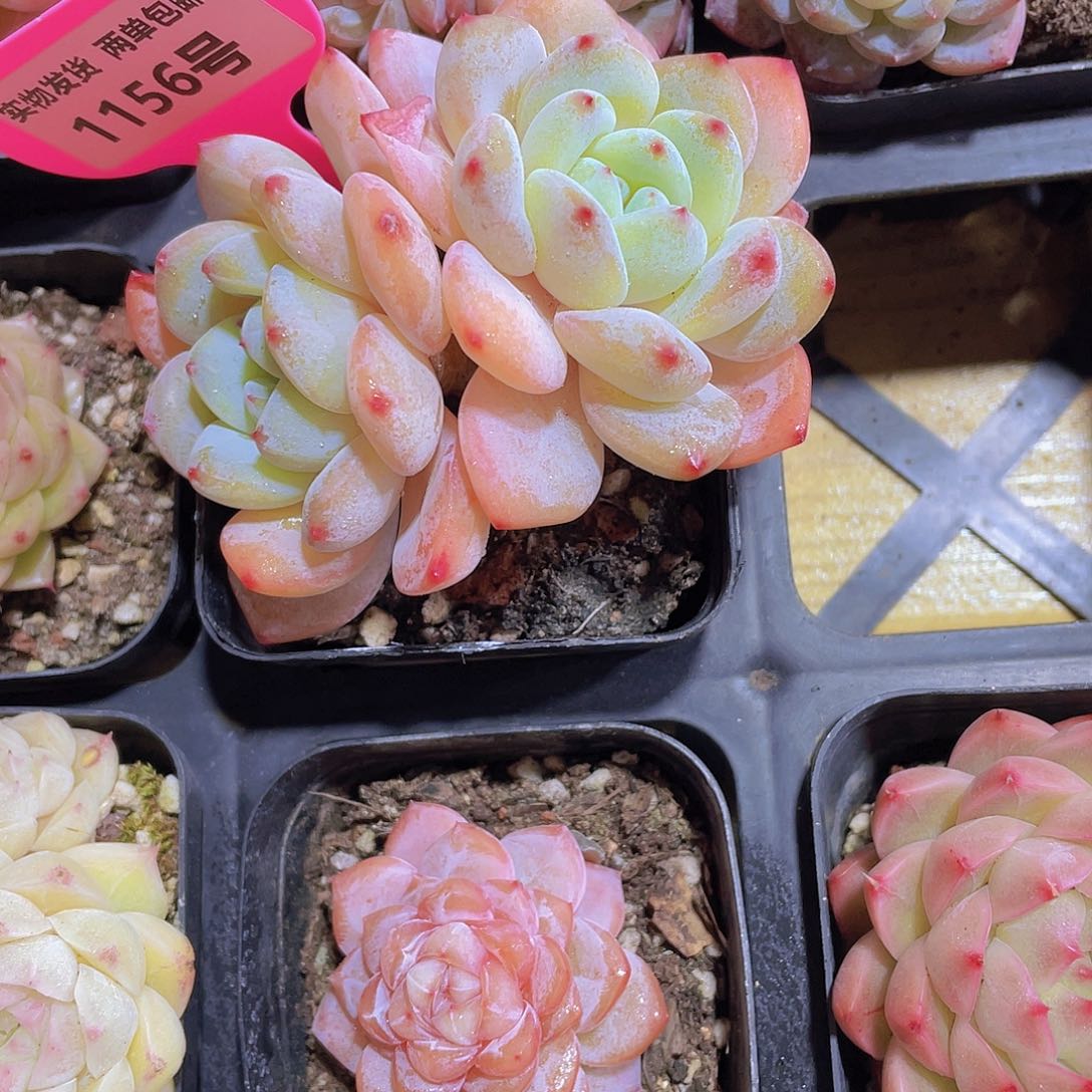 1156号 老桩奶芙双头