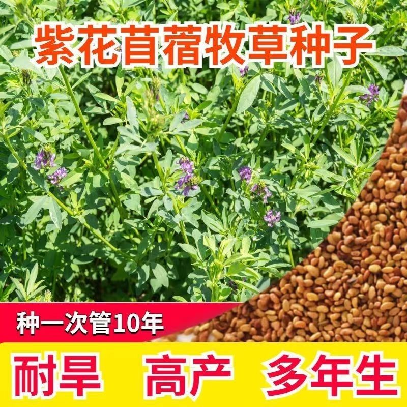 新疆大叶紫花苜蓿草种子多年生牧草苜蓿草牧歌4陇东苜蓿甘农系列