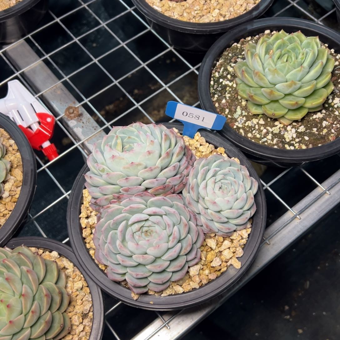 Z****霞0581肉多哦哦哦多哦哦哦多哦