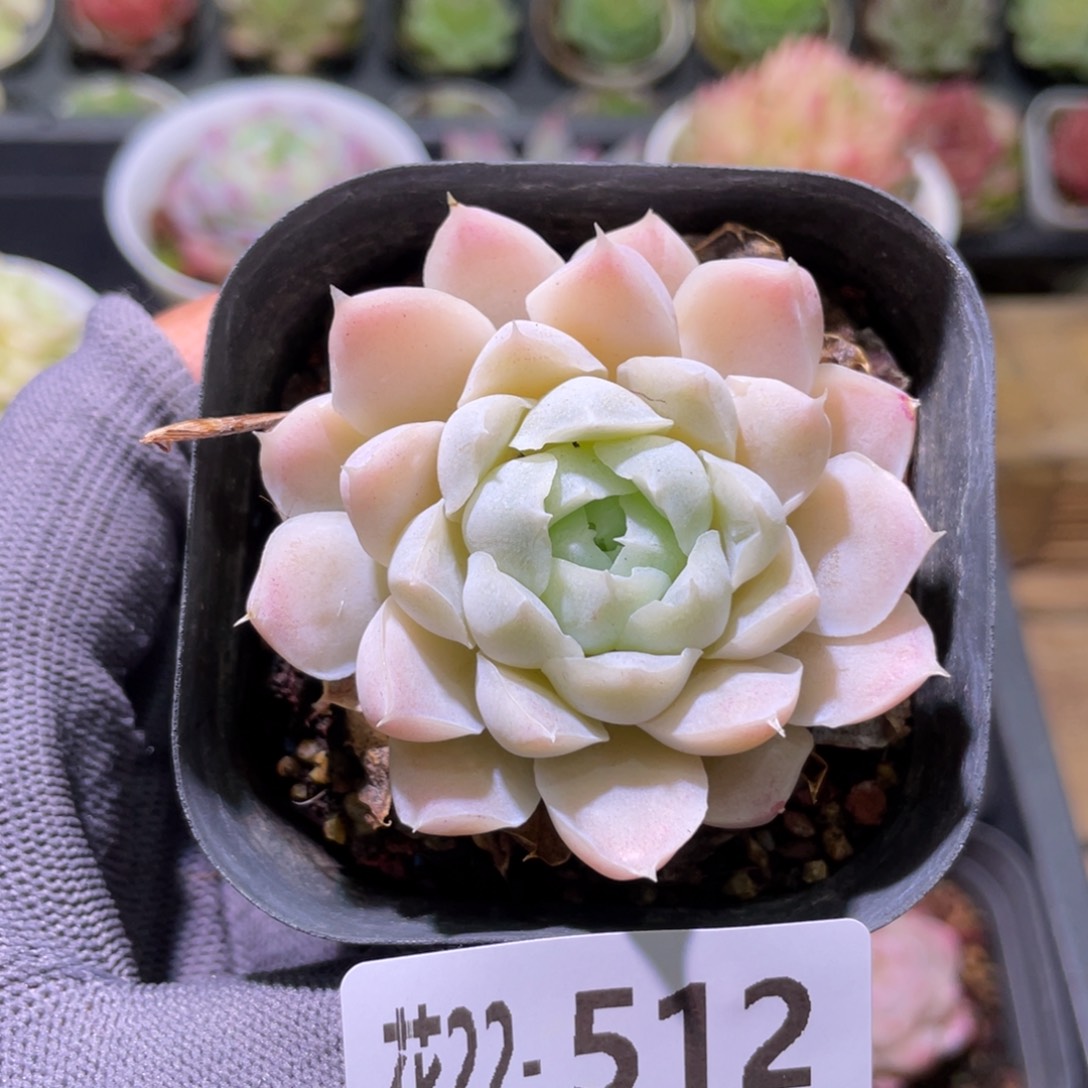 花利美22-512白月影