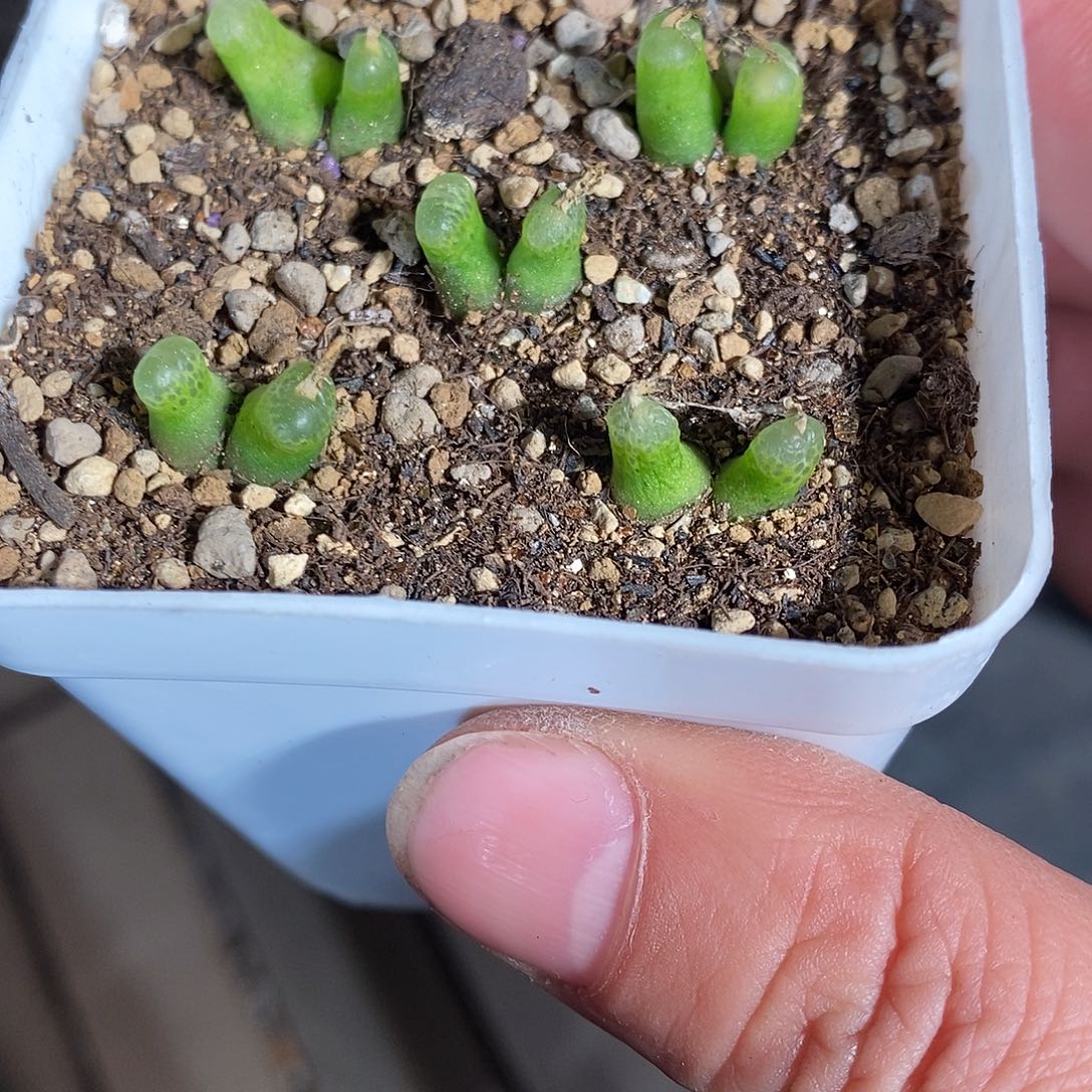 2389。   一颗双头小葫芦。 