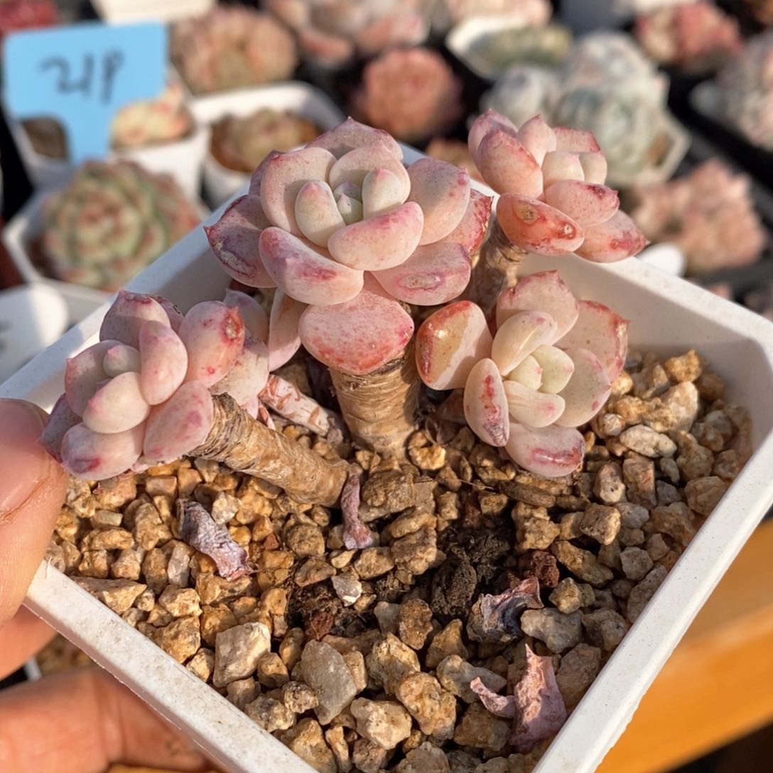 精品多肉一物一拍不包整116