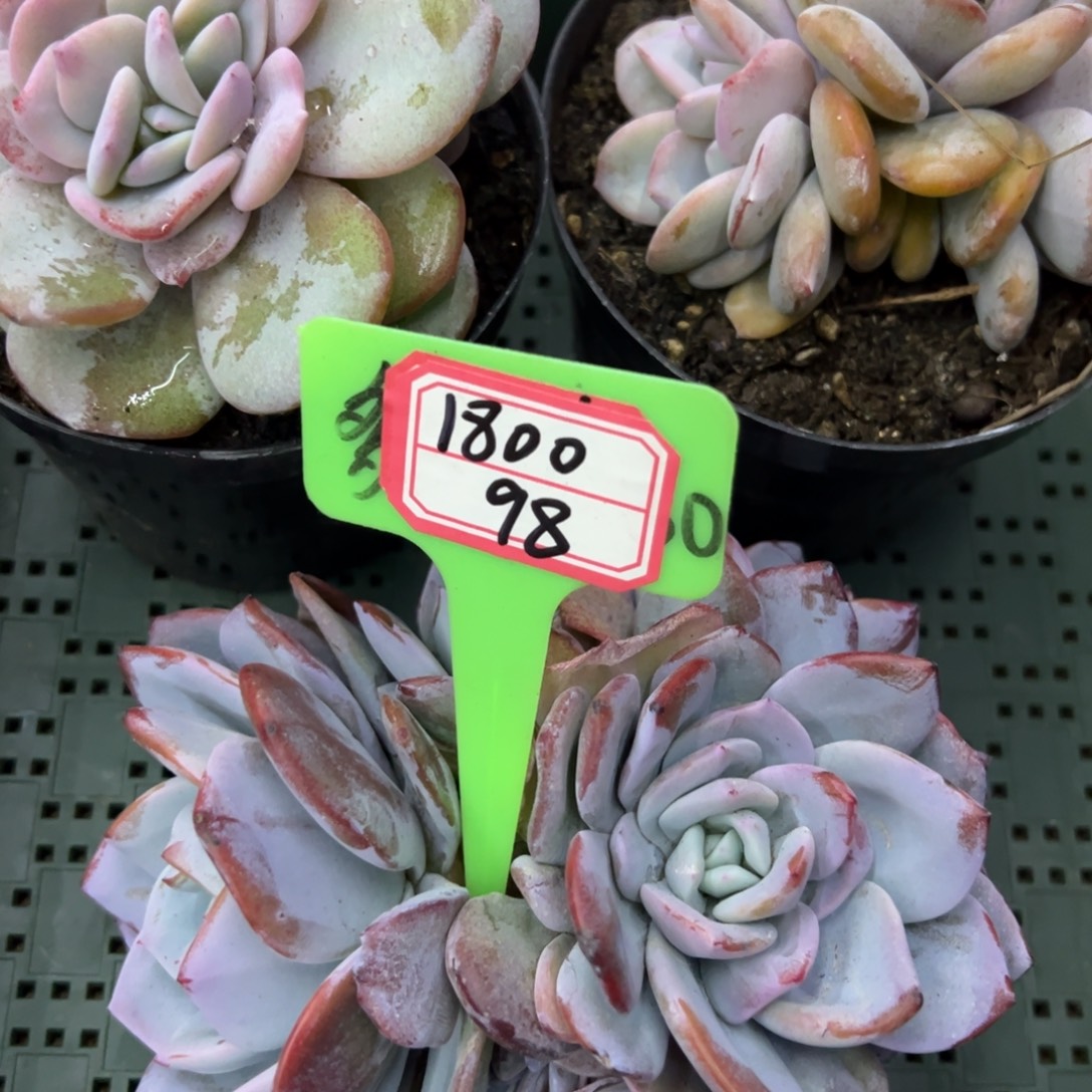 1***01800 98。             