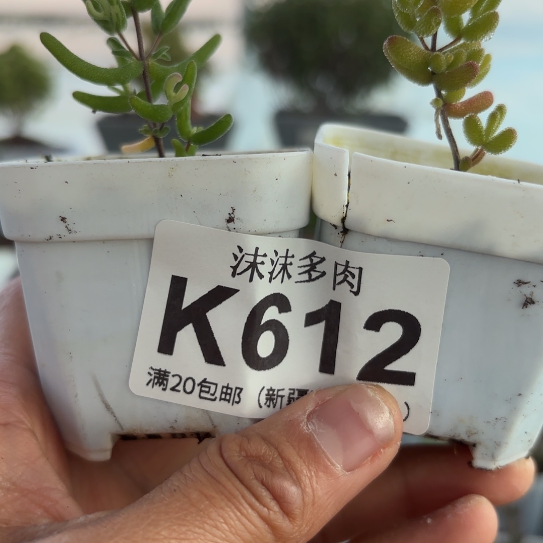 柠***桔612彩虹卷锦和冰糖