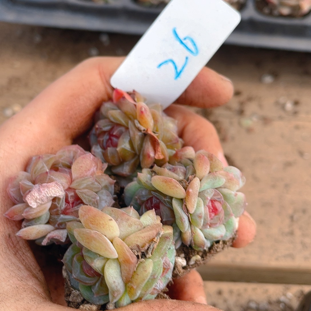 多肉植物多肉植物26