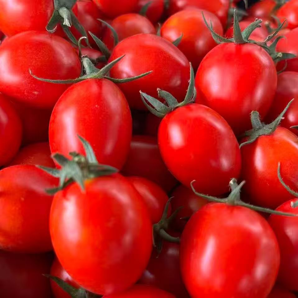 新鲜圣女果酸甜小番茄宝宝孕妇水果当季小柿子千禧果小西红柿蔬菜