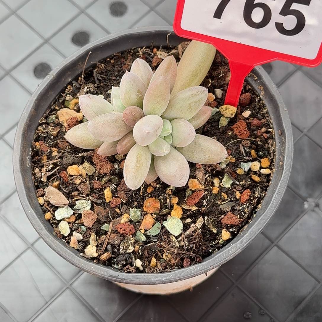 哥特第一颗多肉植物765