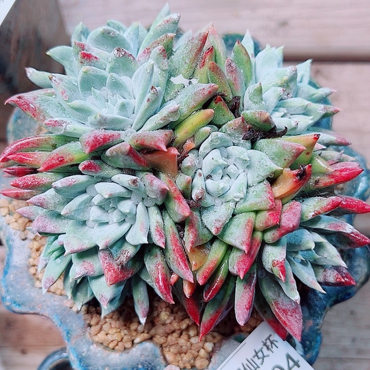 2004白雪仙女杯多肉