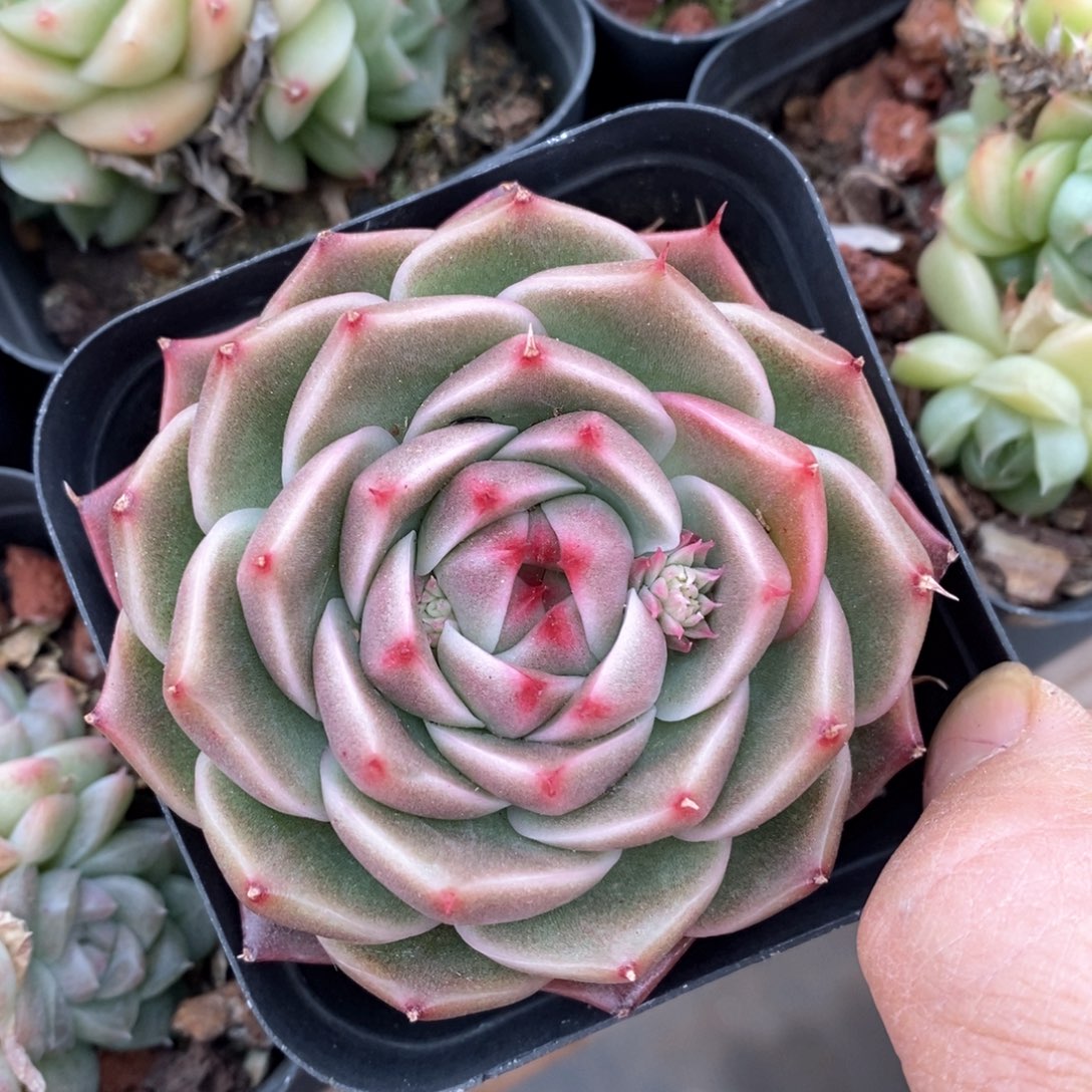 精品多肉一物一拍不包整108