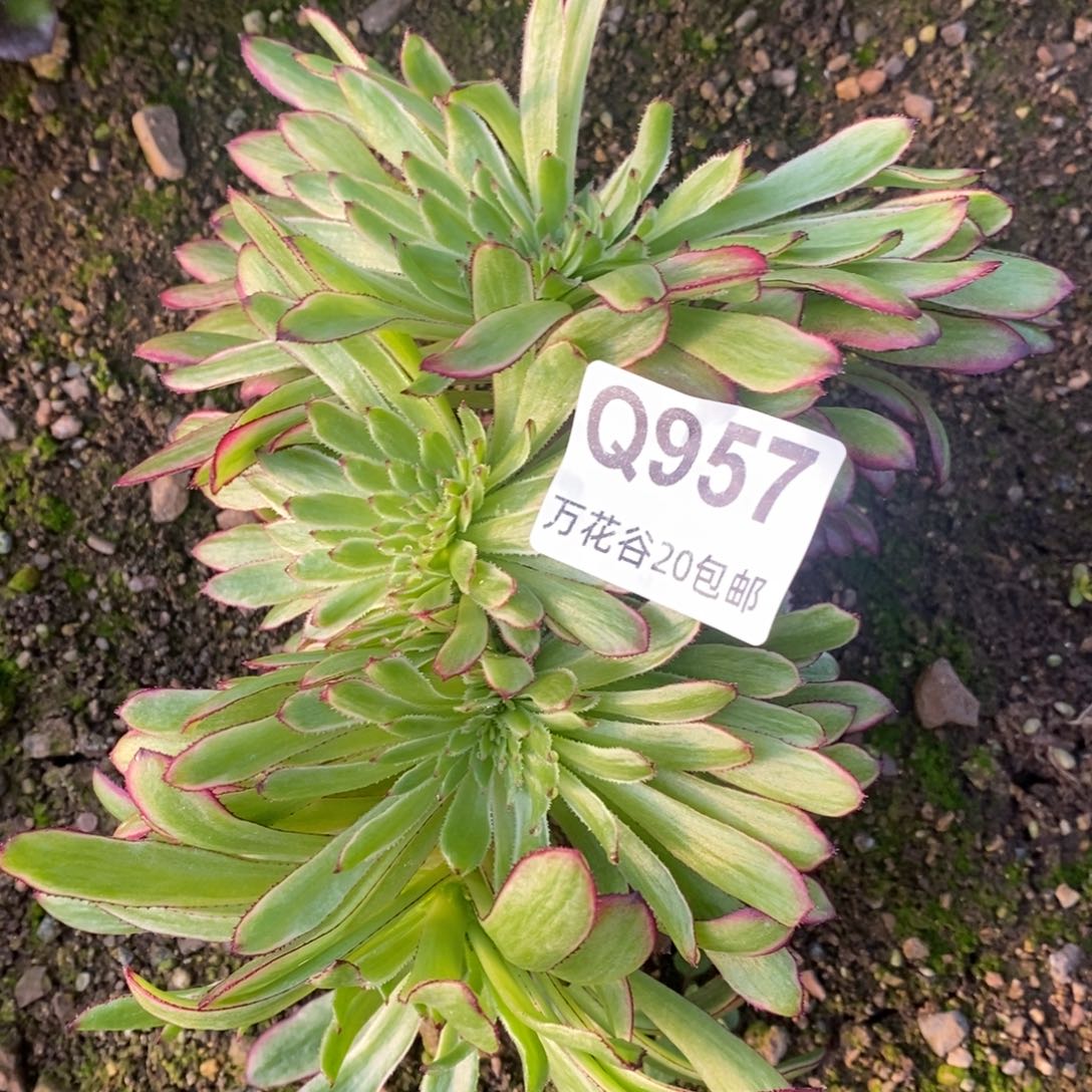 957红腹轮缀多肉植物