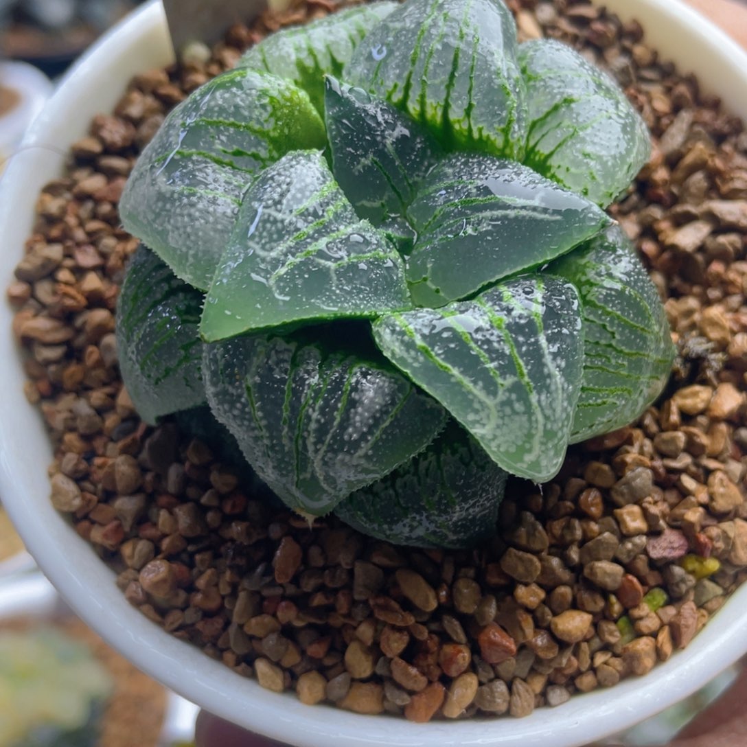 11.十二卷多肉云遮月寿。