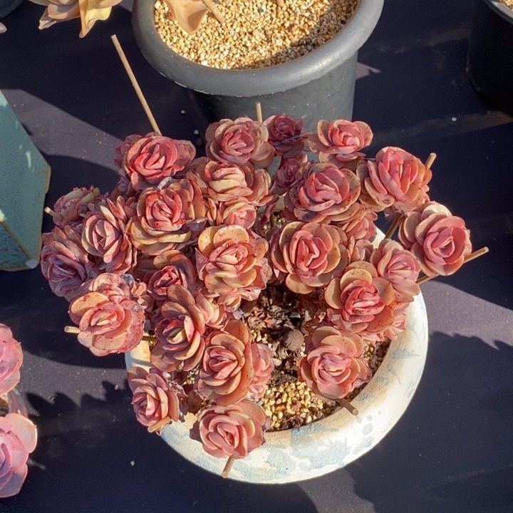 秀妍群肉肉肉肉肉肉