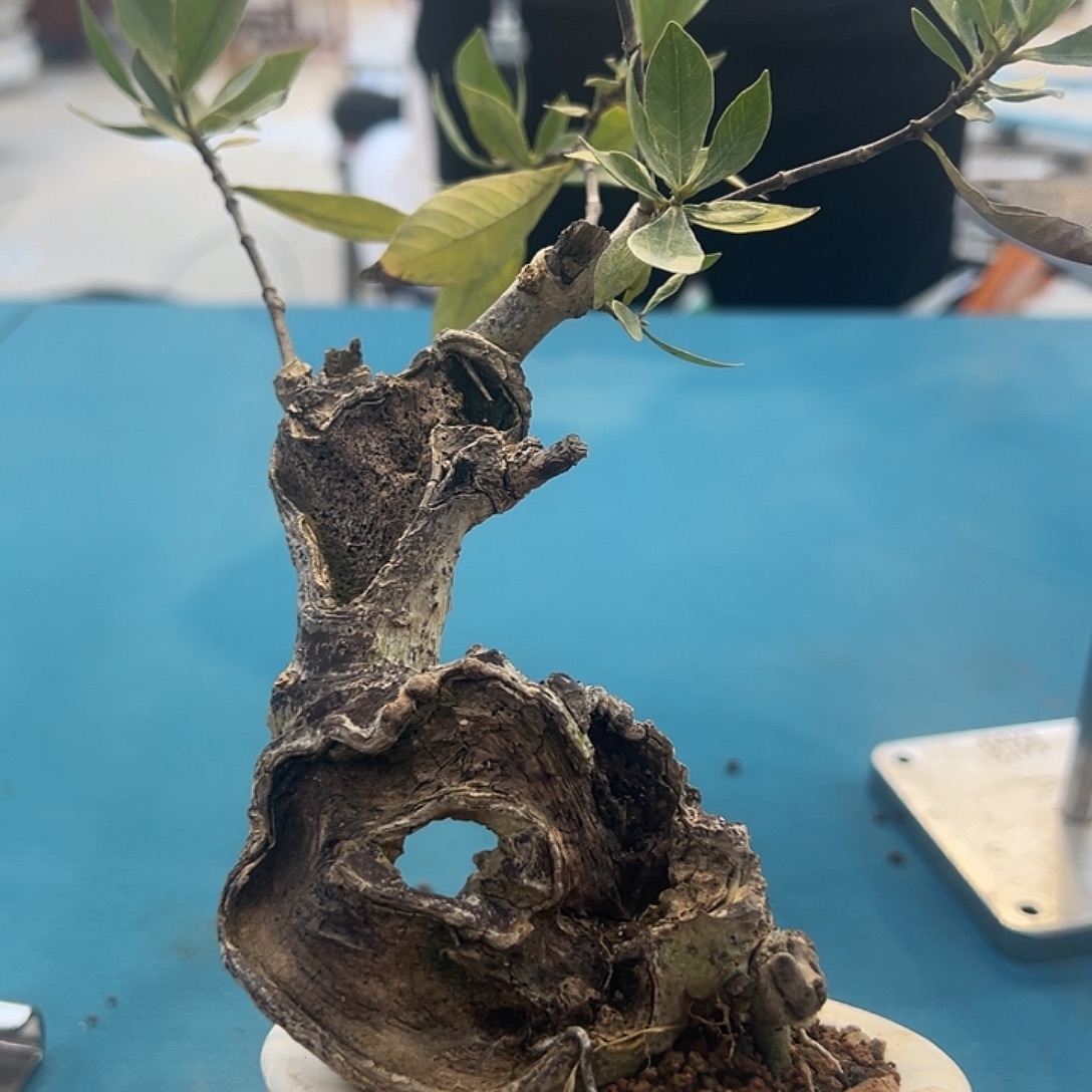 好红红火火过v部很