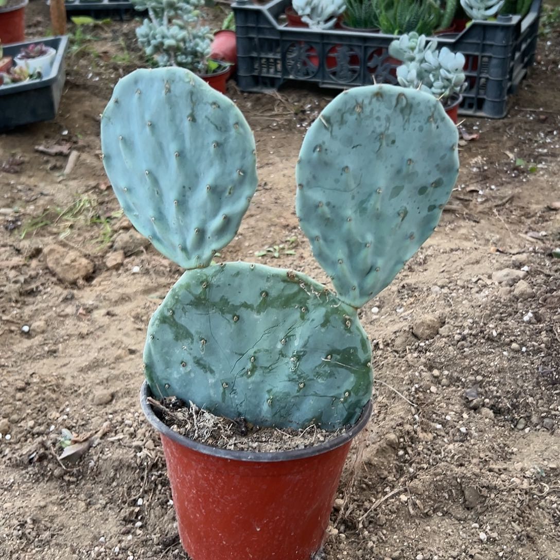 多肉植物大颗明镜