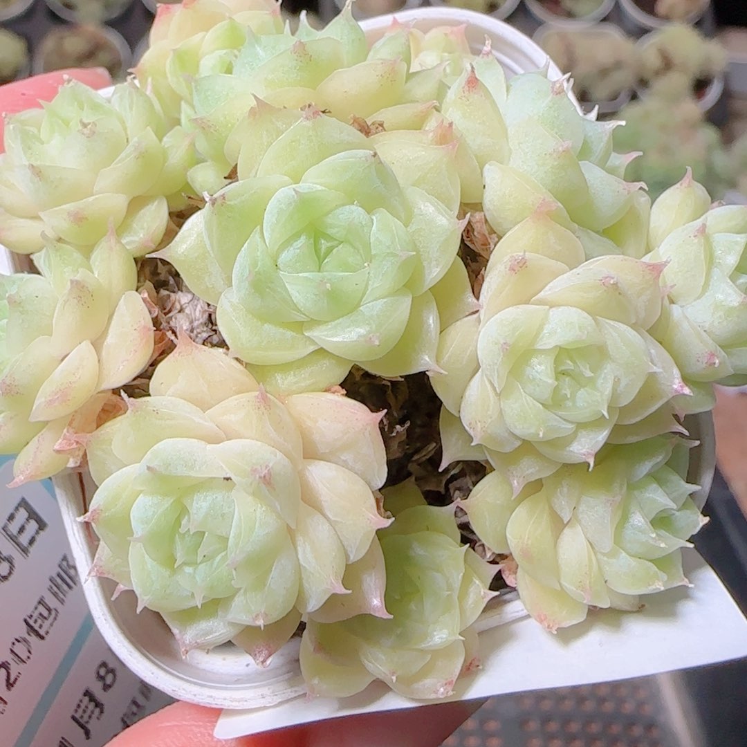 花语逸镜1108-141散