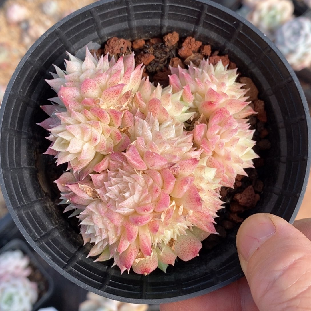 精品多肉一物一板不包整55