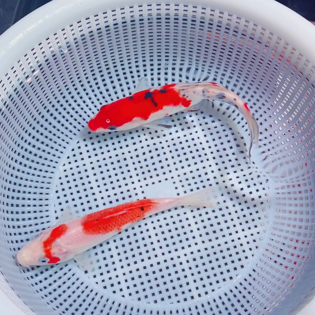 锦鲤锦鲤观赏鱼1111