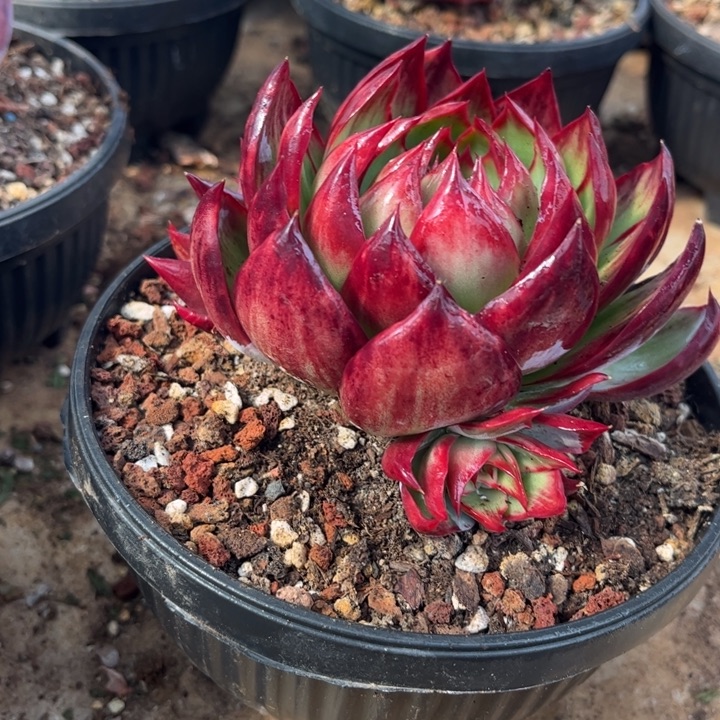 惊鸿仙子多肉植物168