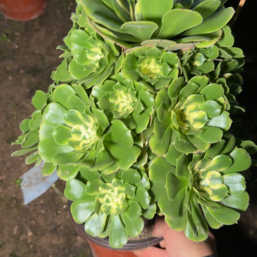 33672辛尼亚多肉植物
