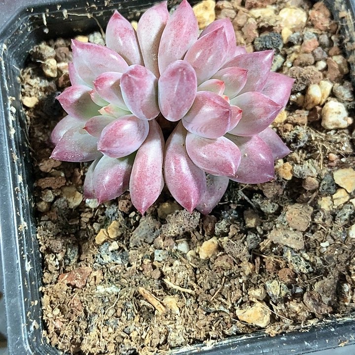 多肉植物金鱼姬1019