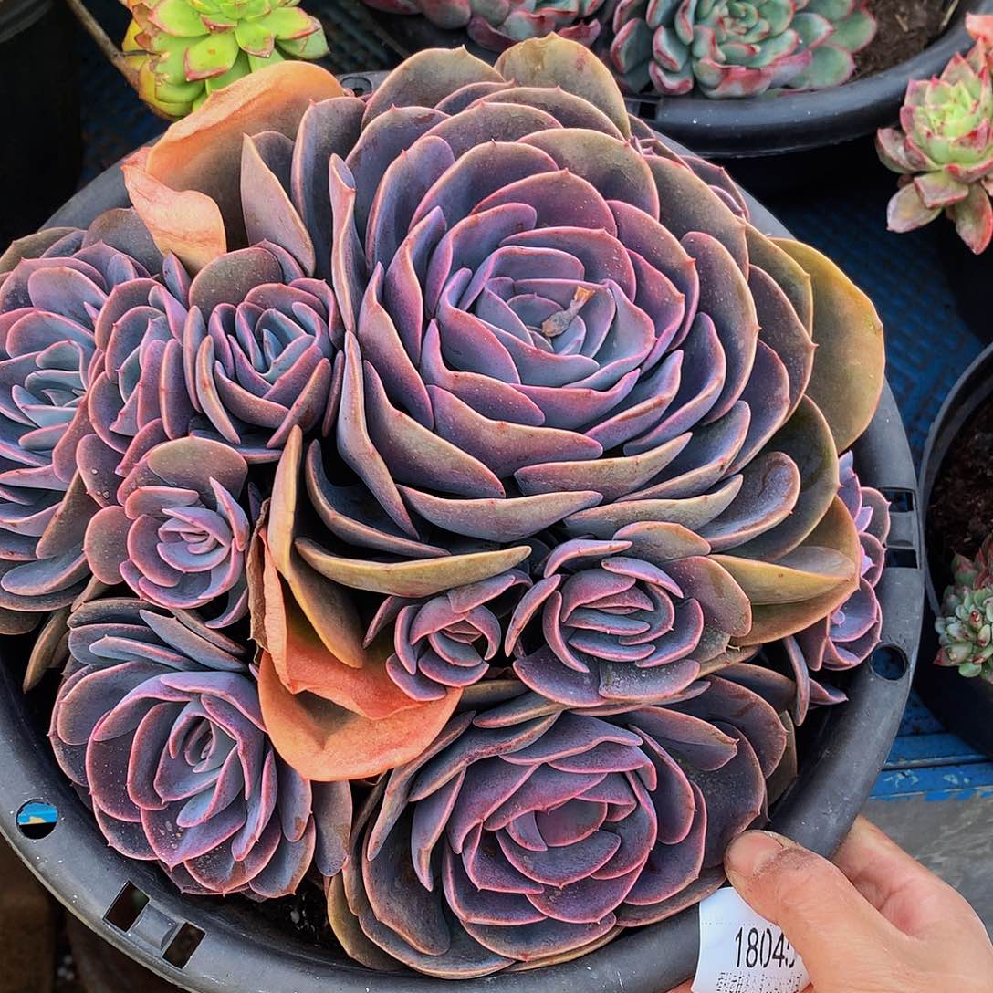 *****尘埃玫瑰18045多肉多肉多肉