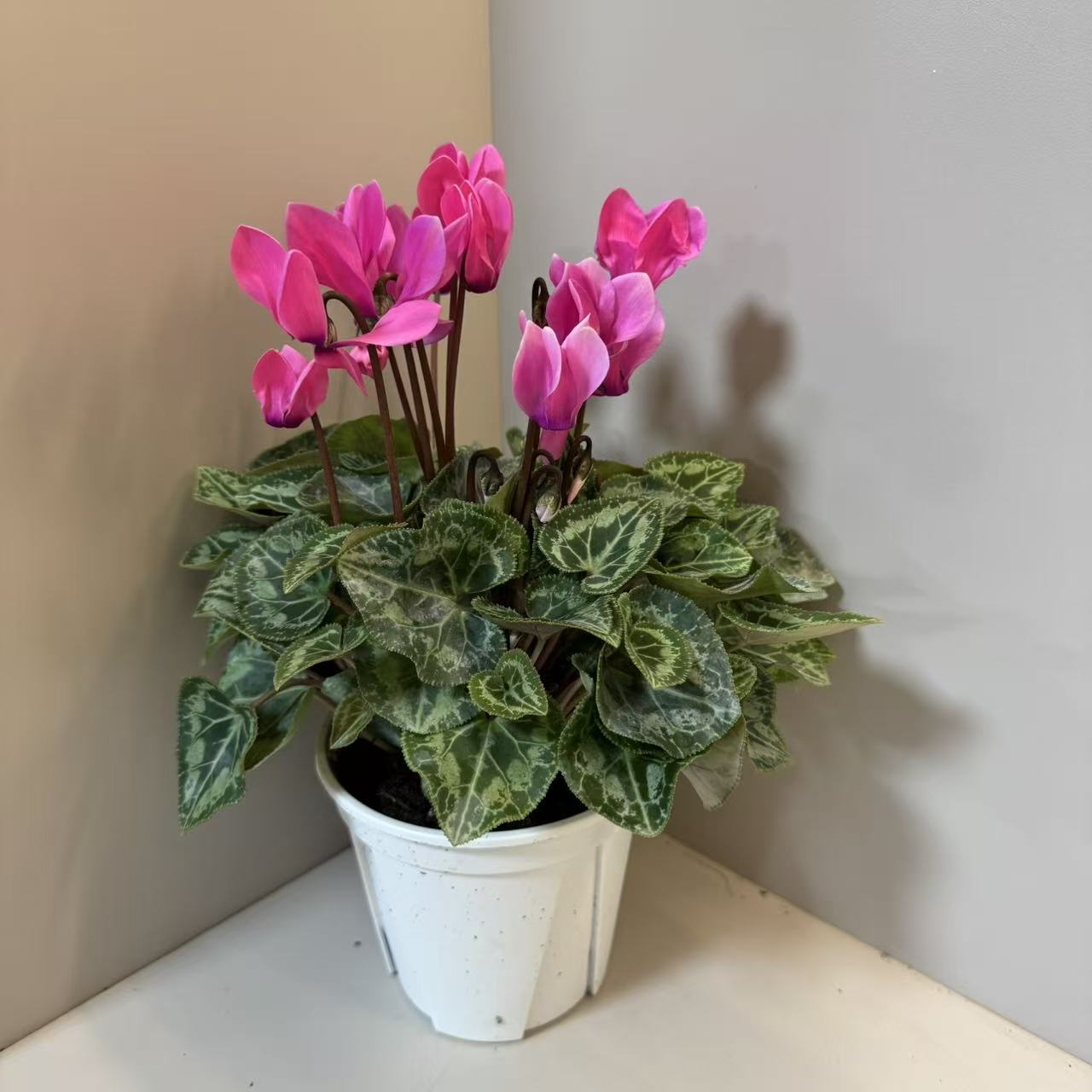 【胖胖】（霓虹）一代微型迷你仙客来带花带花苞发货