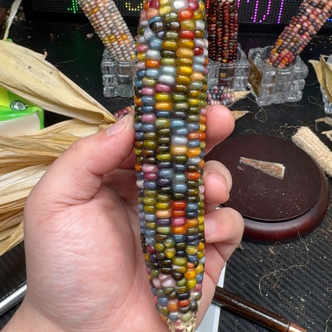 柏香籽/百香籽吊坠F****呆