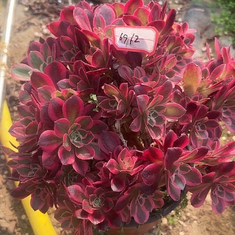 多肉女郎69不包断枝