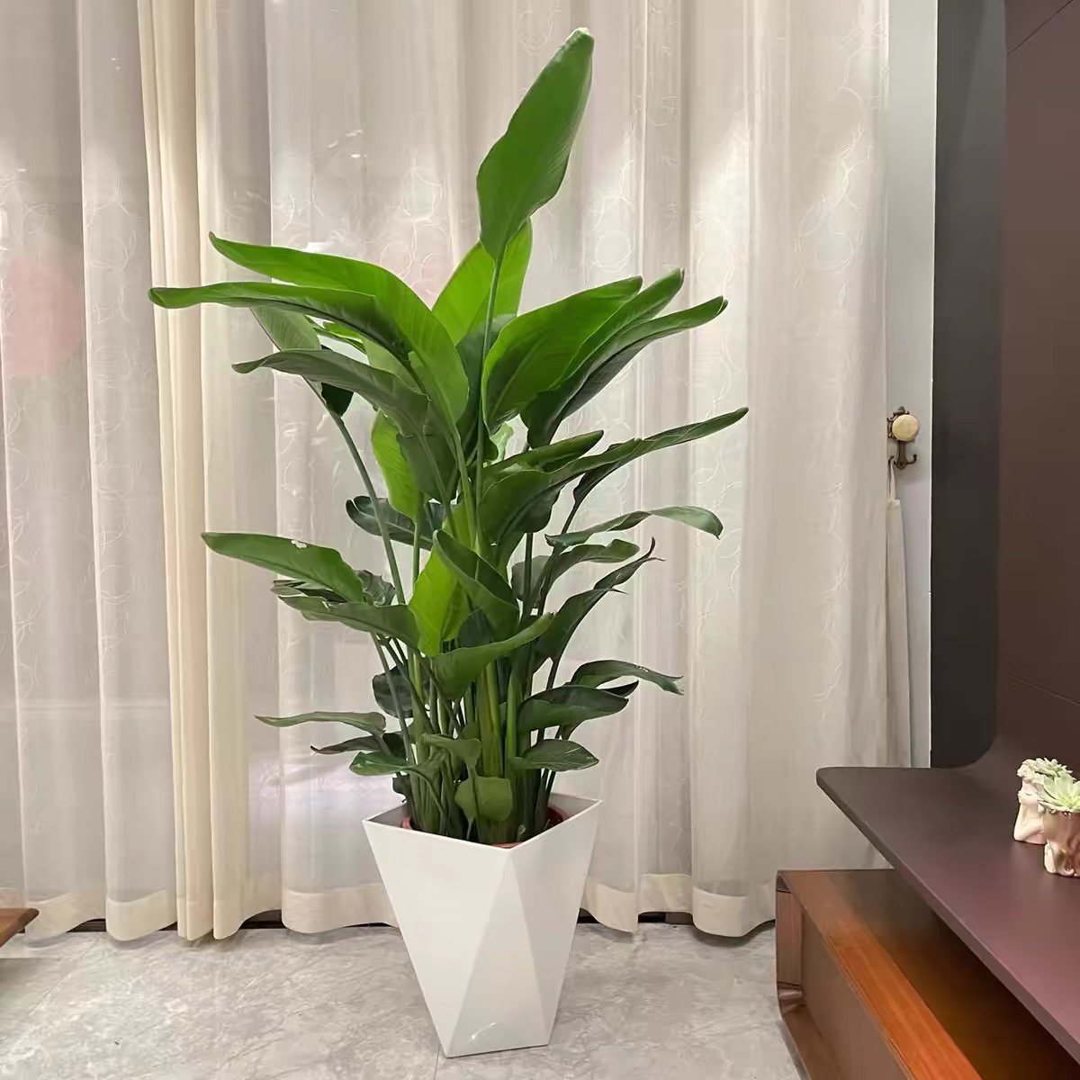 【宠粉冲量】80-100cm天堂鸟室内软装绿植净化空气新手好养