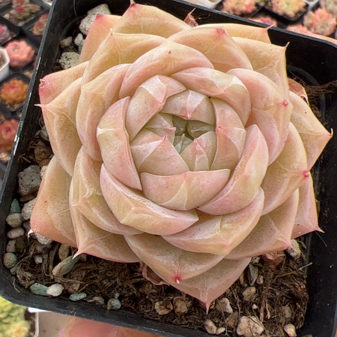 509 满38包邮一物一拍