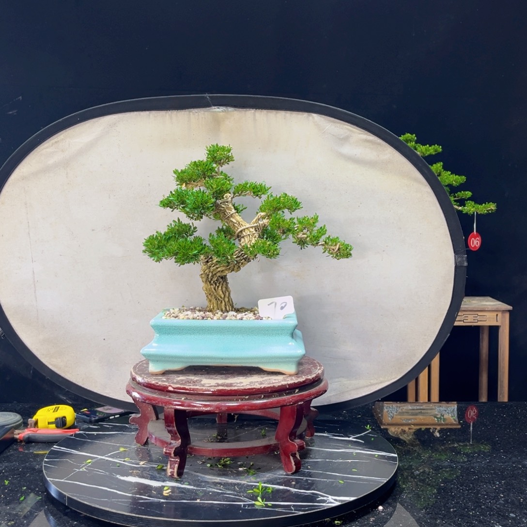 凯***撒完全开放黄杨盆景