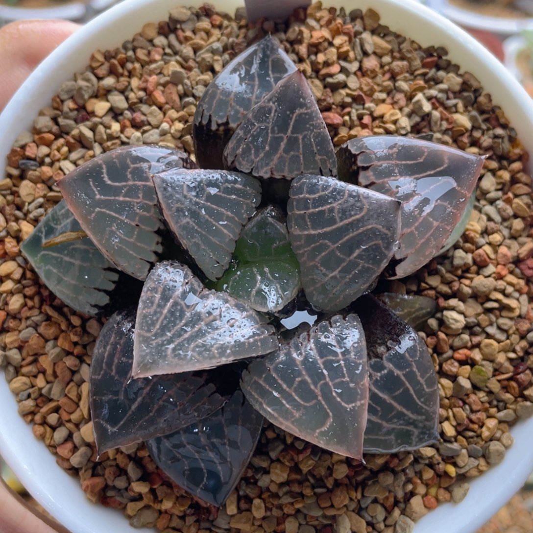 24.十二卷实生克寿。    