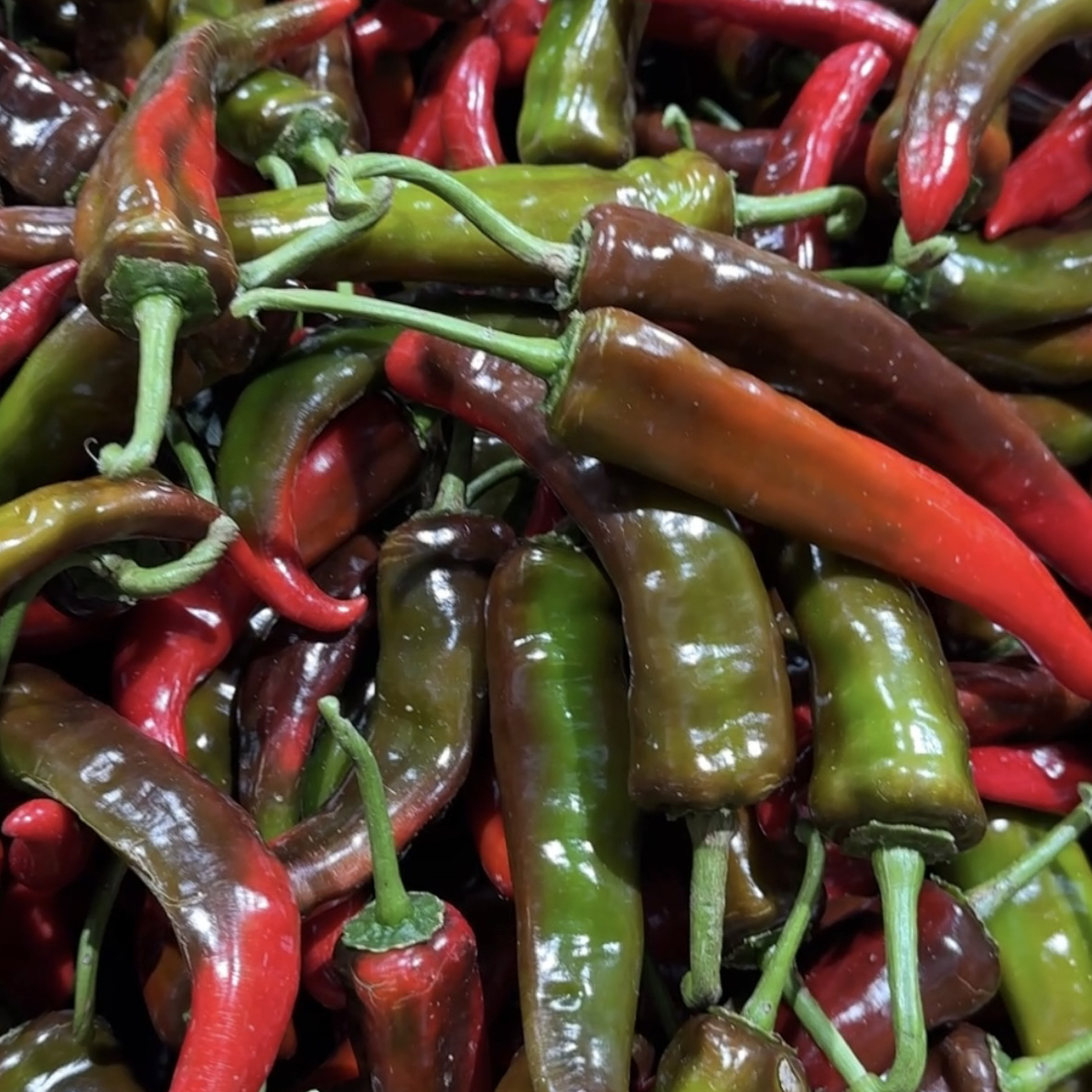 怀化本地辣椒当季时蔬自产自销