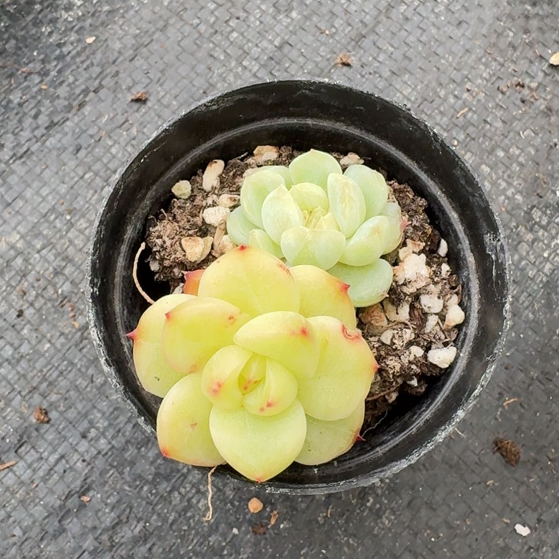 多肉杂交一物一拍6-21