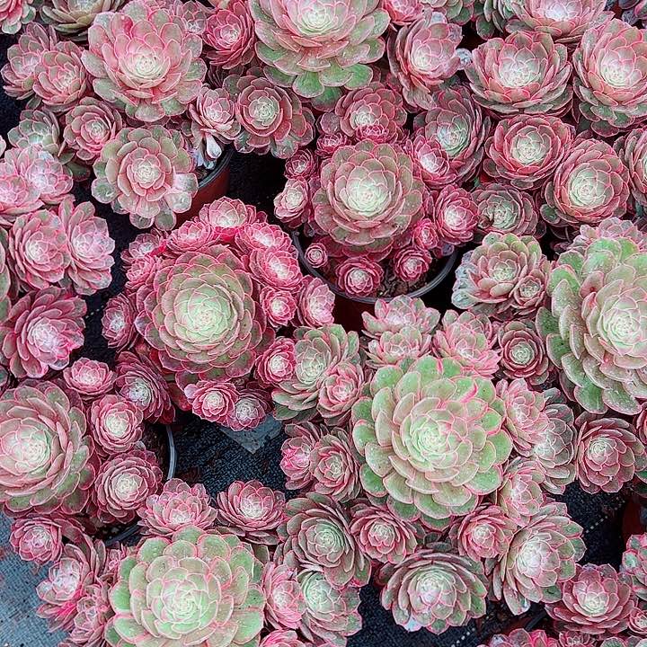 莲花座多肉植物大战