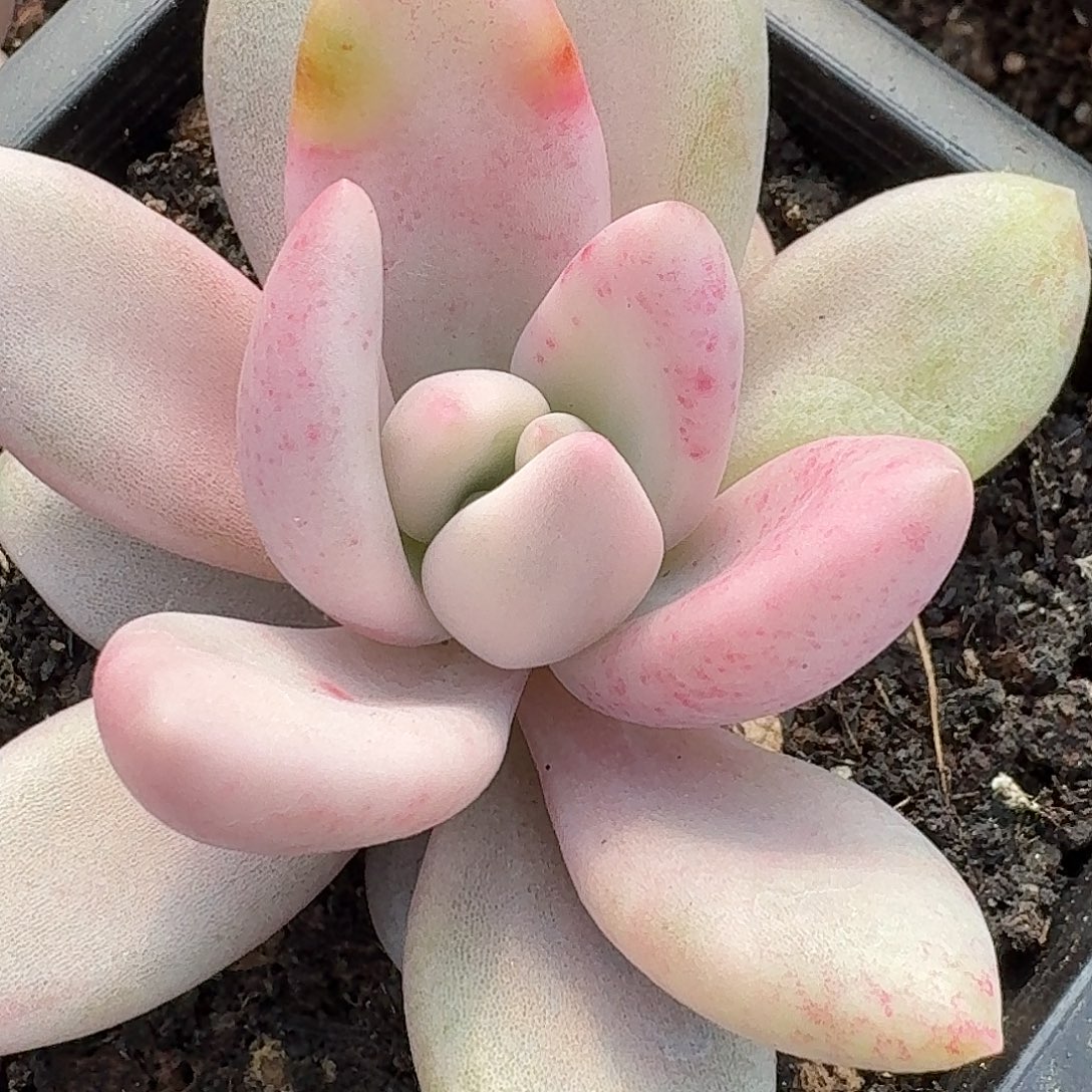 锦鲤纹桃花源锦一物一拍