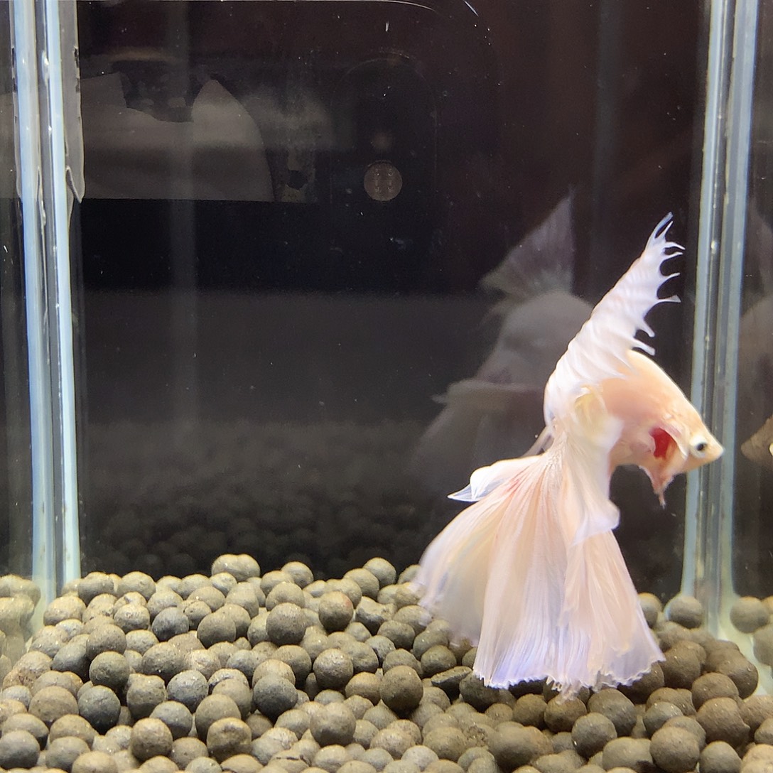 海水鱼七弟泰国斗鱼13