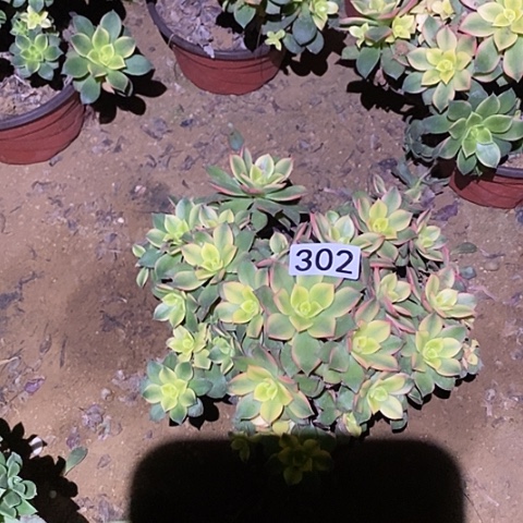 多肉植物法师302艳日辉