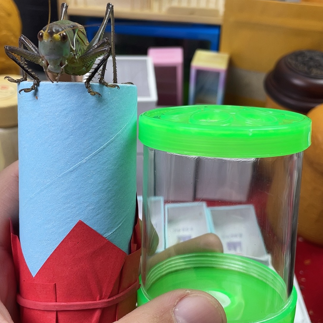 福利套餐一只蝈蝈一个叫罐