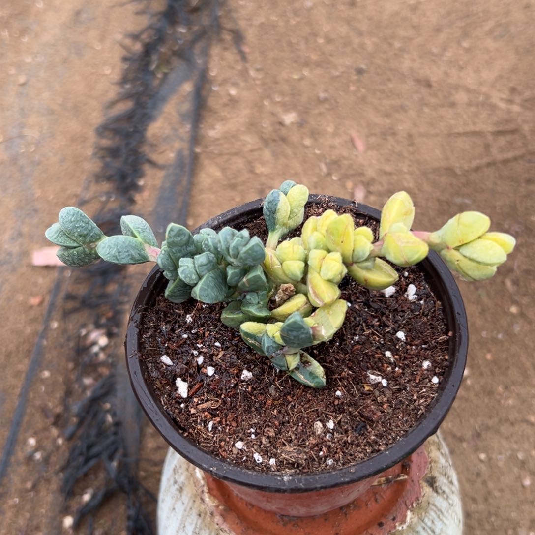 多肉植物鹿角海棠锦