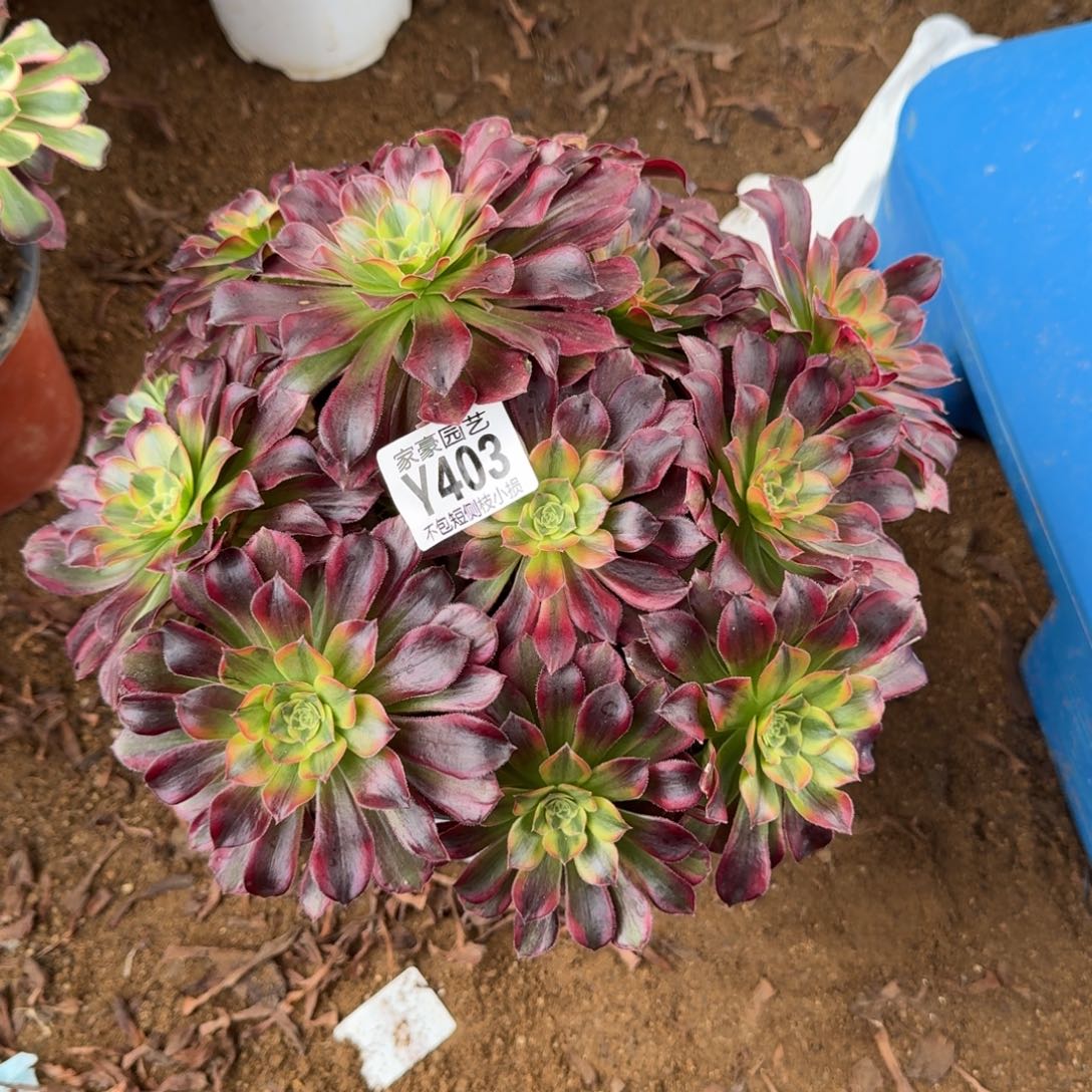 403安娜官服25左右2