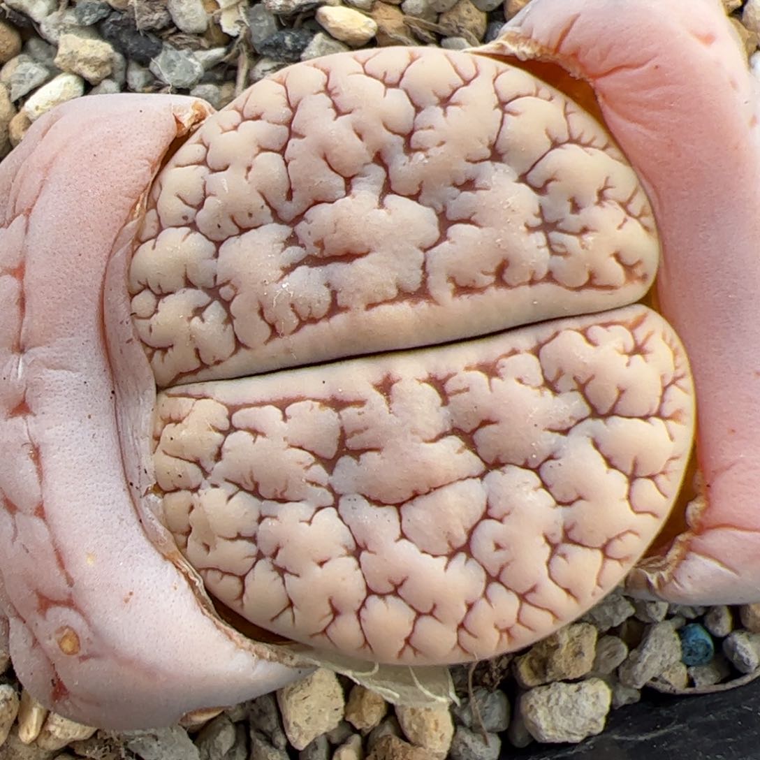 0376号189 多肉植物