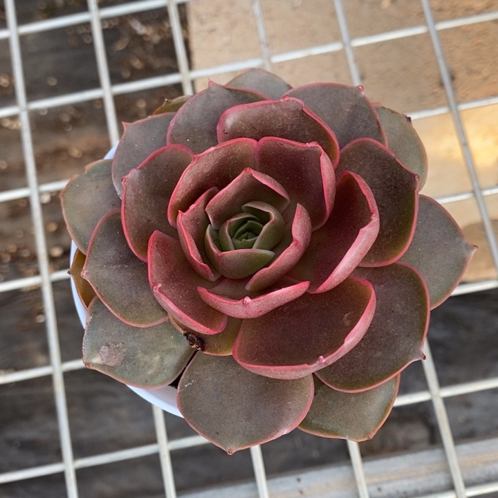 D789- 直播福利 红灯