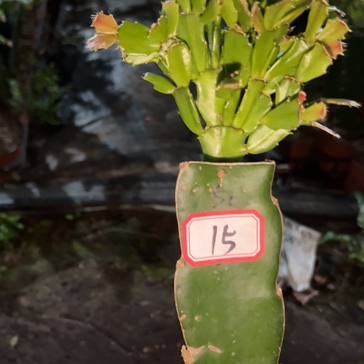 思***乡，15号带盆050血月