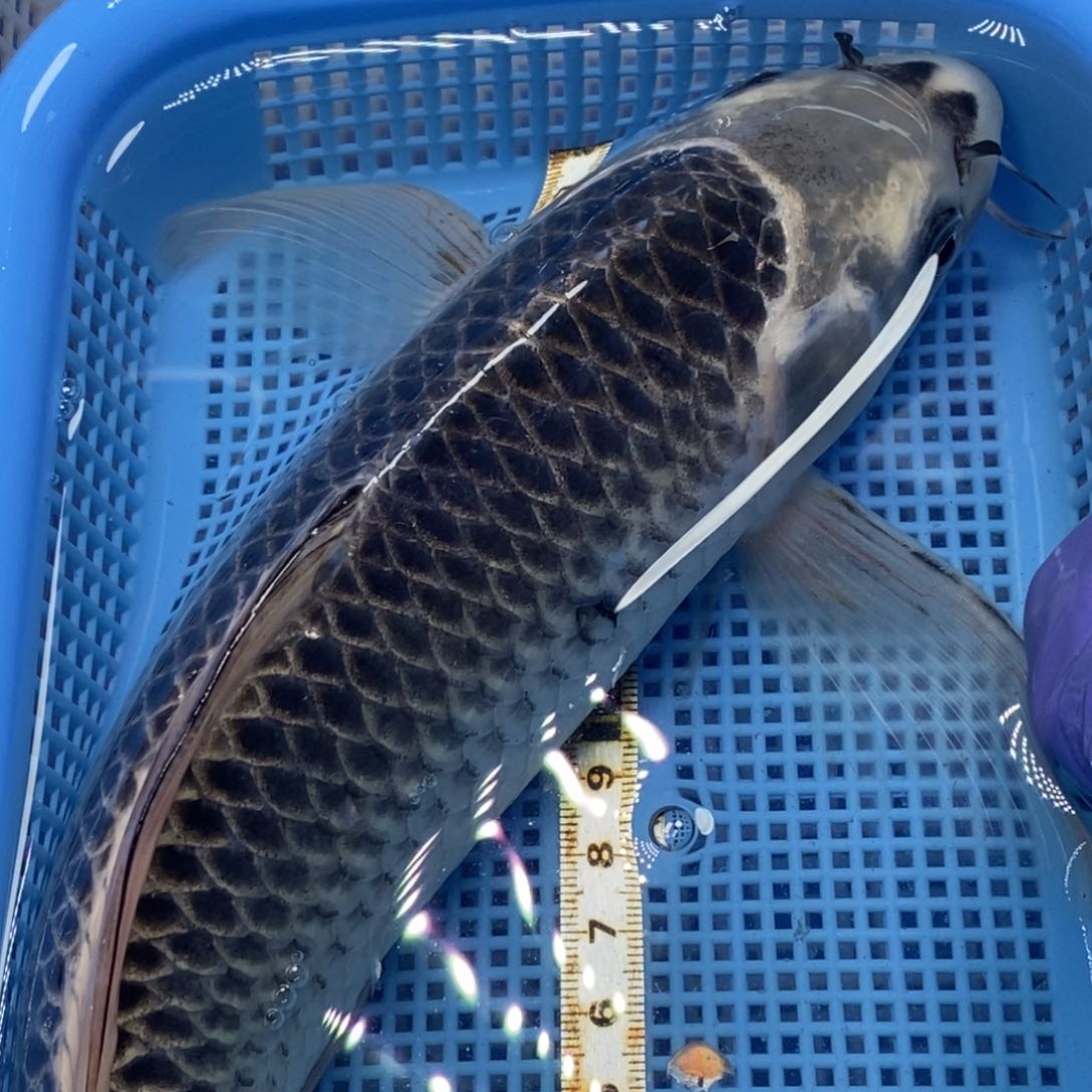 锦鲤冷水锦鲤包邮